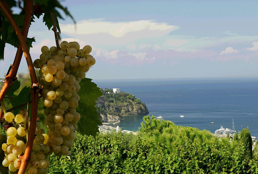 Viticoltura eroica ad Ischia: la vendemmia