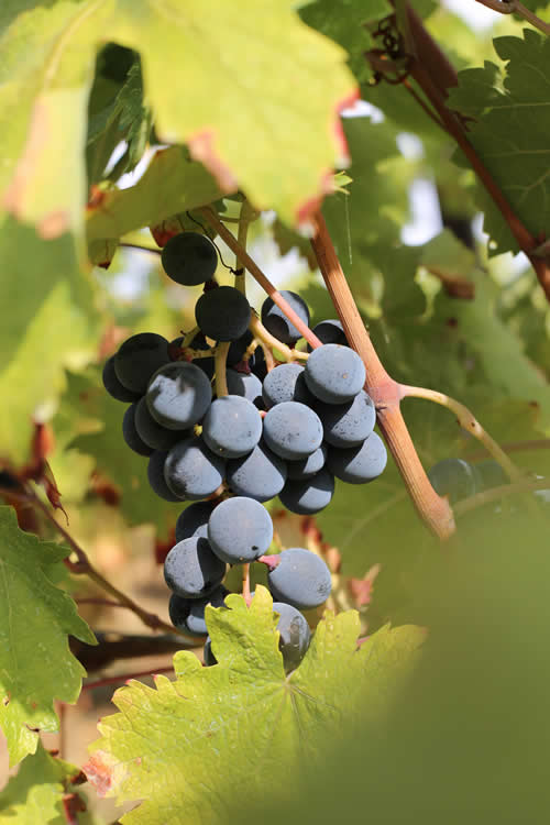 Quali sono i Vini d'Ischia: guida su bianchi e rossi