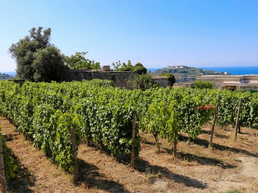 Vitigni e vini di Ischia